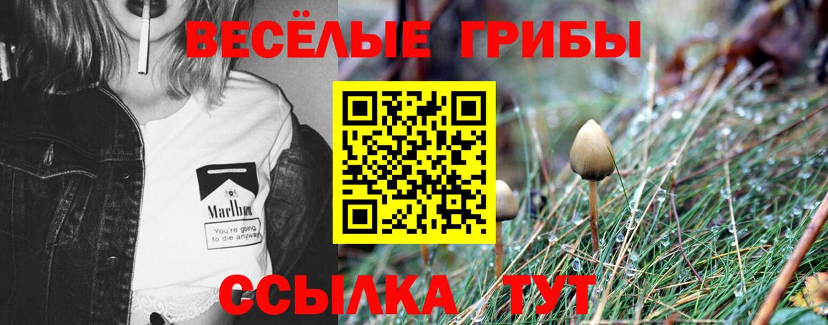 даркнет сайт  Галлюциногенные грибы Psilocybe  Реж  Вход с VPN  Псилоцибиновые грибы Psilocybe 